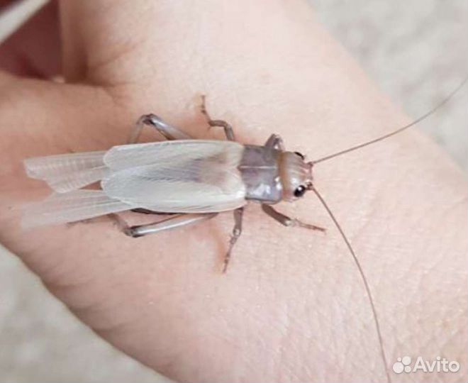 Кормовые насекомые. Сверчки, тараканы, зофобас