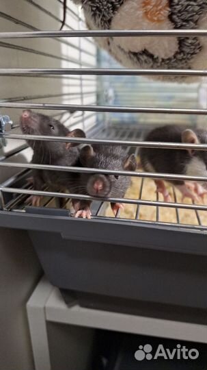 Крыса дамбо