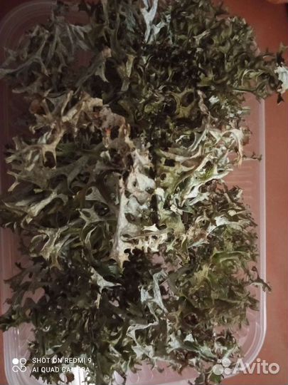 Цетрария, исландский мох, ирландский мох