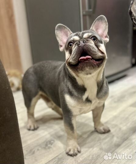 Французский бульдог три кобеля вязка
