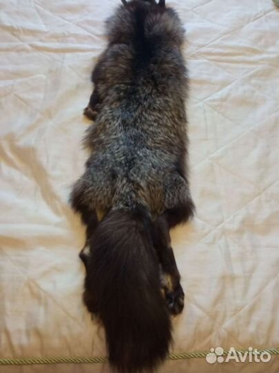 Привет. Шкурка чернобурая серебристая лисица