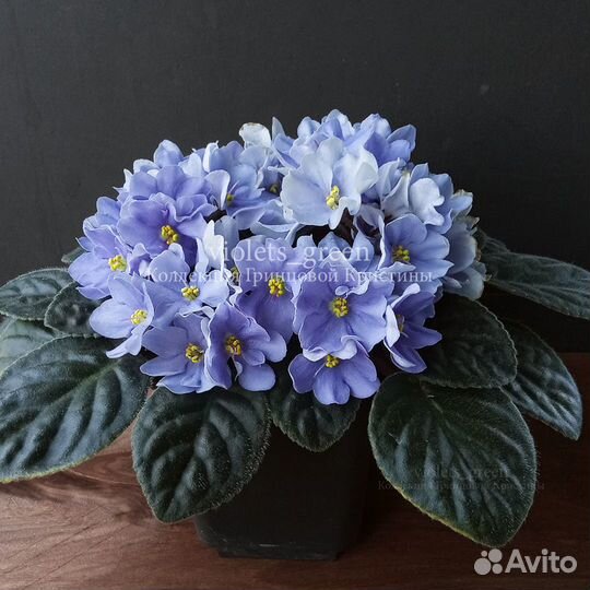 Сортовые фиалки, отправляю почтой