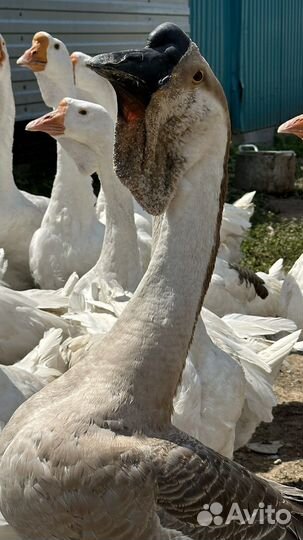 Холмогорские гуси на продажу