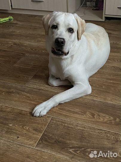 Выгул собак