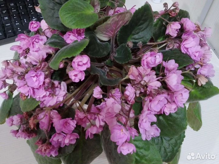 Сортовые фиалки