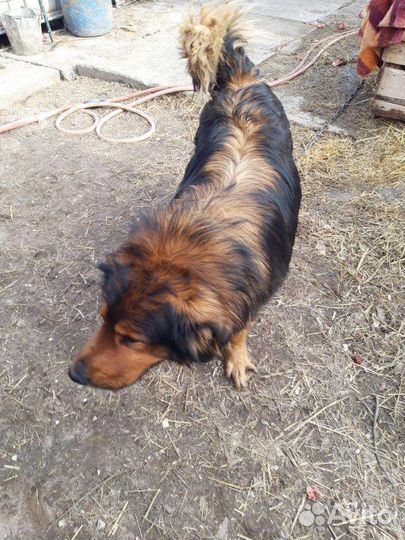 Добряк в приюте