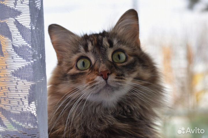 Услуги фотографа-анималиста