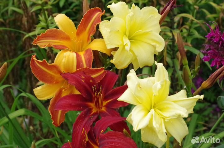 Цветы. Лилейники