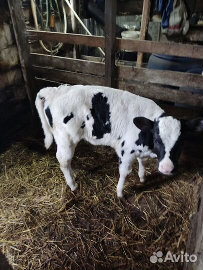 Продам телочку