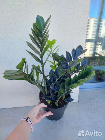 Замиокулькас черный равен, зензи