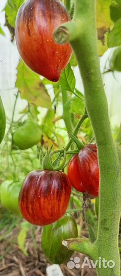 Семена томатов