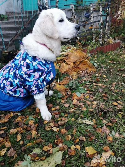 Костюм для собаки