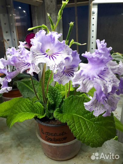 Стрептокарпусы