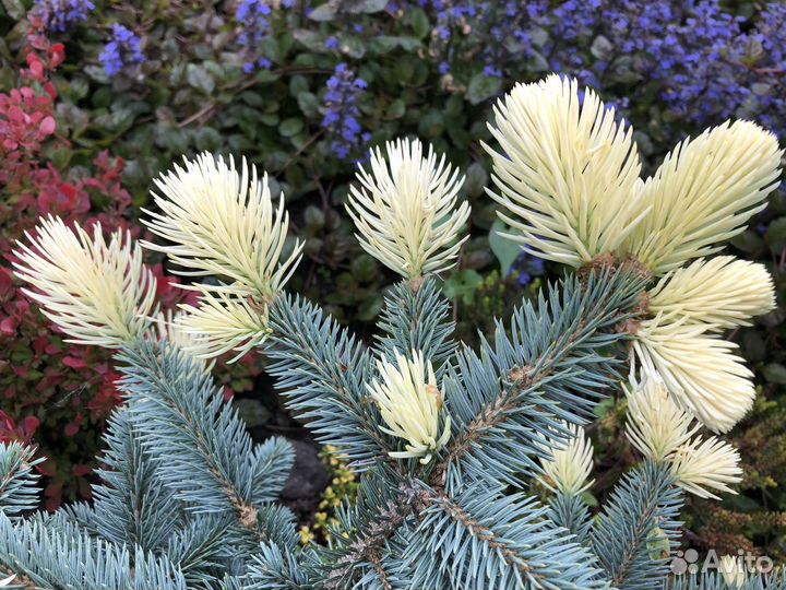 Цветные ёлочки