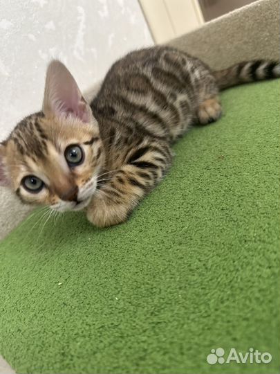 Бенгальские котята