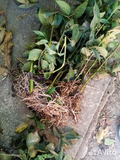 Саженцы ежевики натчез