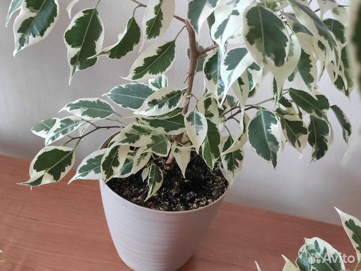 Фикус бенджамина пестролистный