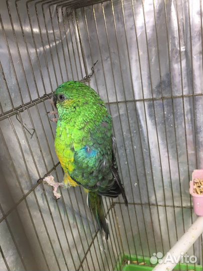 Певчий попугай