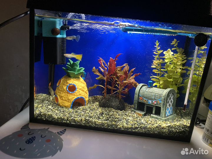 Аквариум 10 литров