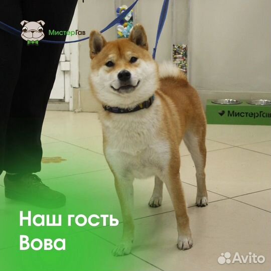 Вязка сиба ину