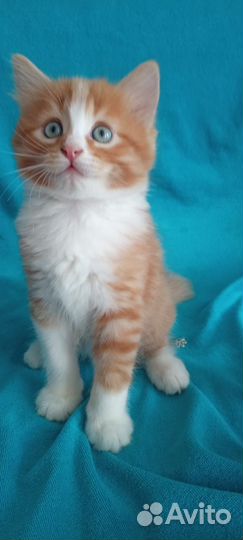 Рыжий котенок мальчик бесплатно