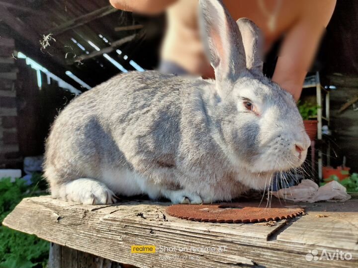 Продам крола