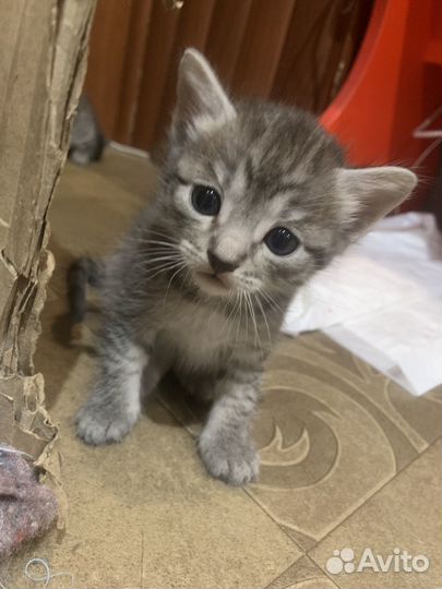Котята