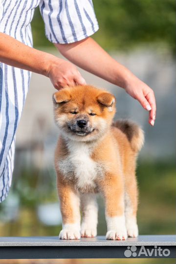Крупный красивый мальчик акита. Готов к переезду