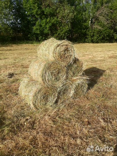 Продам сено в рулонах