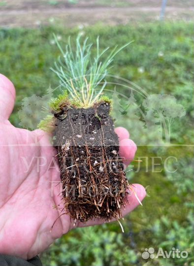 Предзаказ Горная сосна Мугус зкс сеянцы