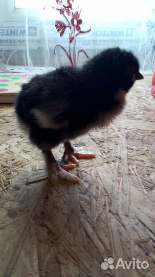 Яйца на инкубацию. Цыплята