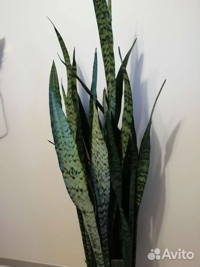 Растение Сансевиерия