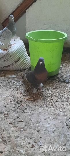Голуби турецкие такла Есть разный розвелось много