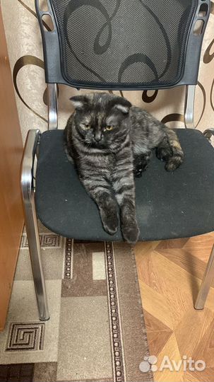 Пусенька в поисках дома