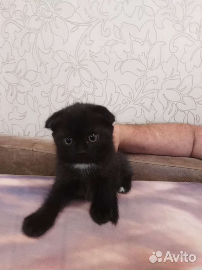 Шотландская,британец