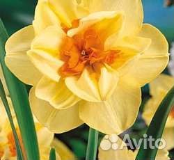 Луковицы весенних растений (нарцисс махровый)