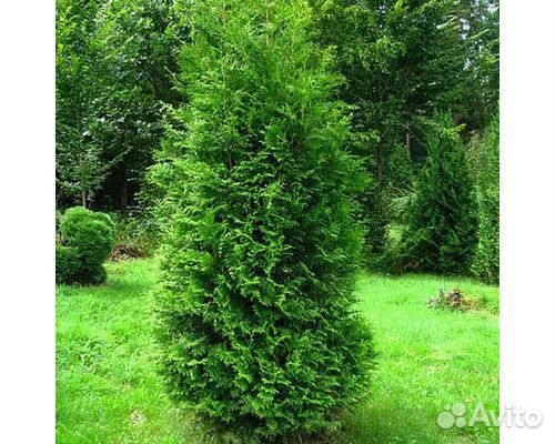 Туя брабант