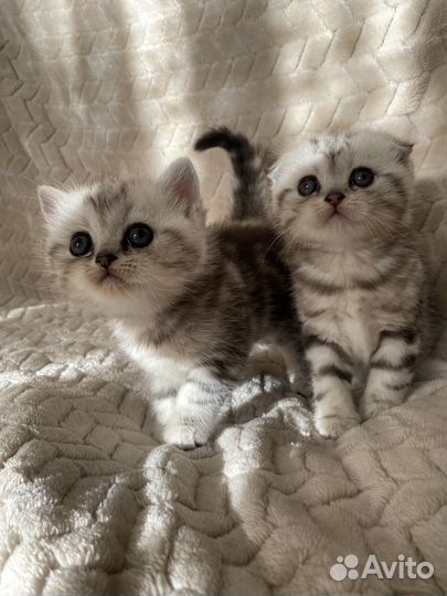 Шотландский котенок