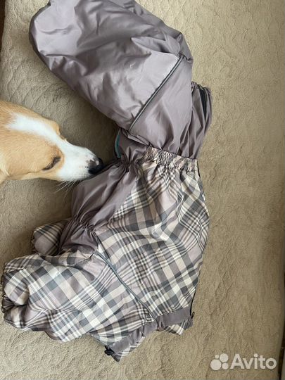 Одежда для собак