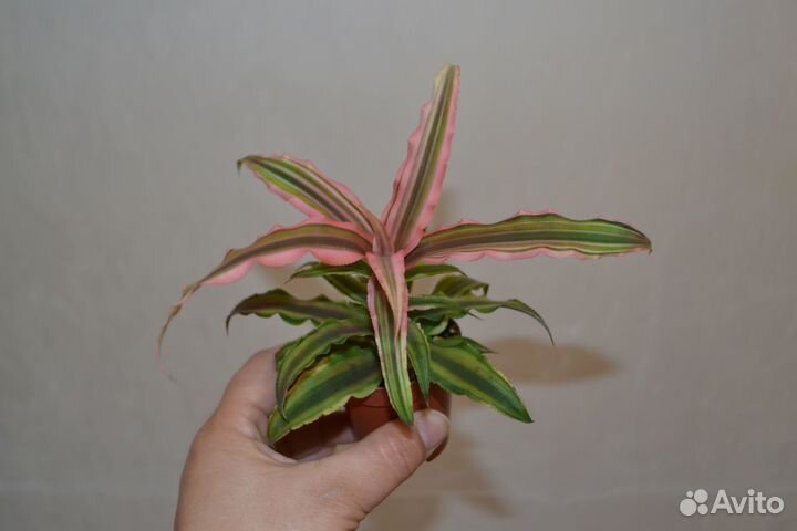 Криптантус. Комнатные цветы. Растения. Для дома