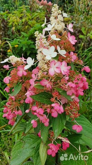 Гортензия 2хлетки