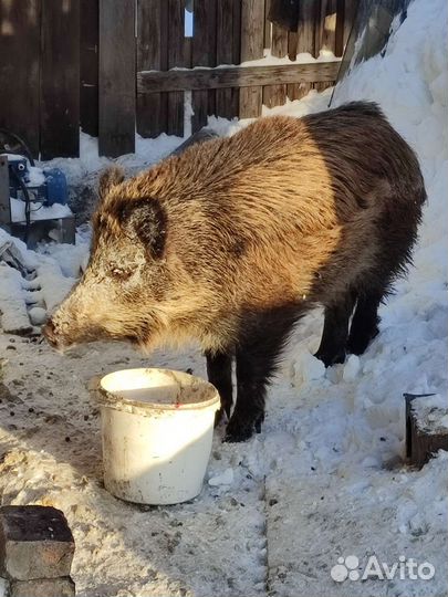 Поросята дикого кабана