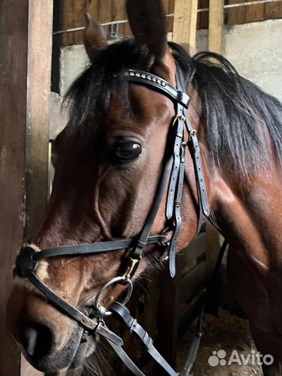 Уздечка для лошади