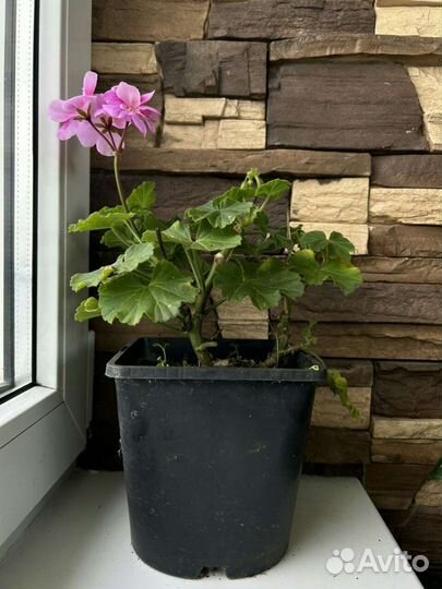 Пеларгония герань