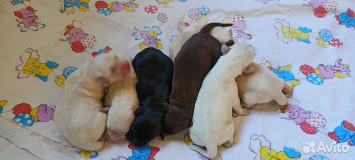 Щенки лабрадора