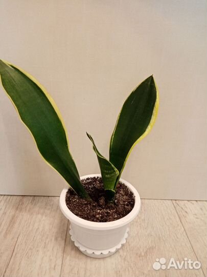 Комнатные растения