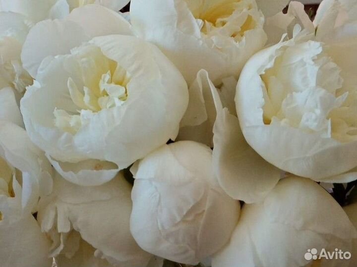 Пион Дюшес де Немур