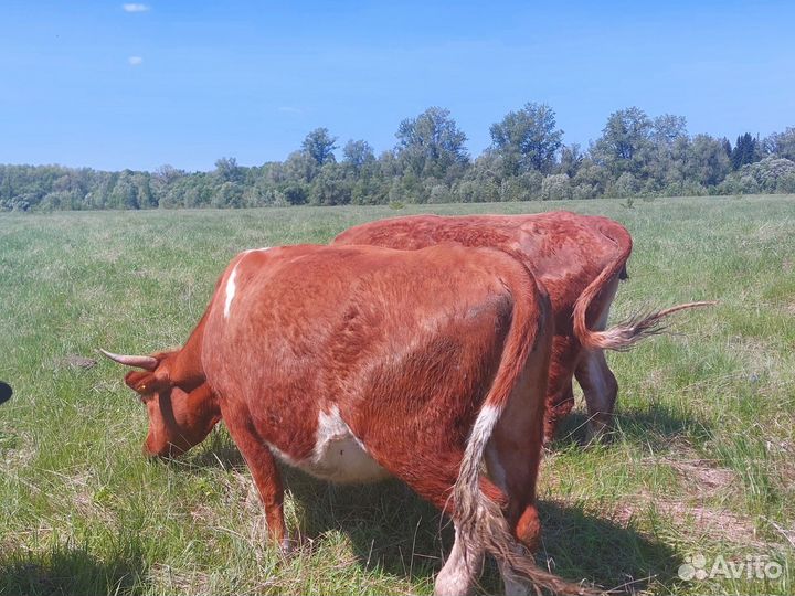 Коровы Герефорд, телята(стадо)