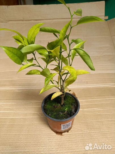 Саженец мандарин Пакистан