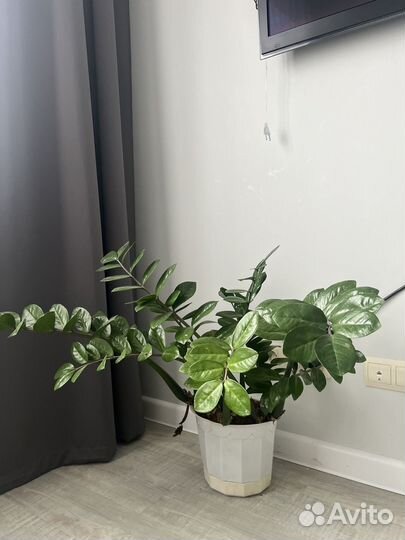 Замиокулькас цветущий, долларовое дерево